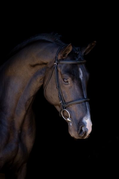 DEVIL 2000 Z - Bred for the big stage, wired for modern sport